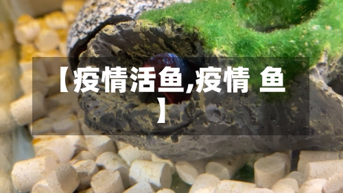 【疫情活鱼,疫情 鱼】-第2张图片